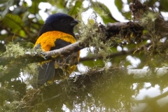 Golden-Backed-Mountain-Tanager