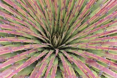 Puya-Bromeliad