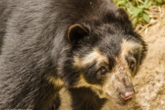 spectacled-bear