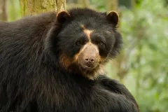 Cloud-Forest-Andean-Bear-1