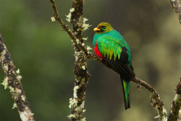 A golden-headed quetzal in NCI's Numbala Valley private reserve, Ecuador. Photo by Charles Smith.