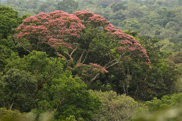 Rainforest canopy near the 977,600 acre Maijuna-Kichwa Reserve, Loreto, Peru. Photo by Charles Smith.