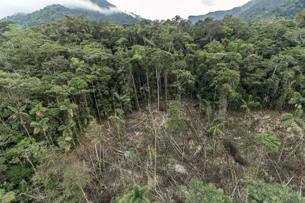 Climate change and Mexico ecosystems – deforestation