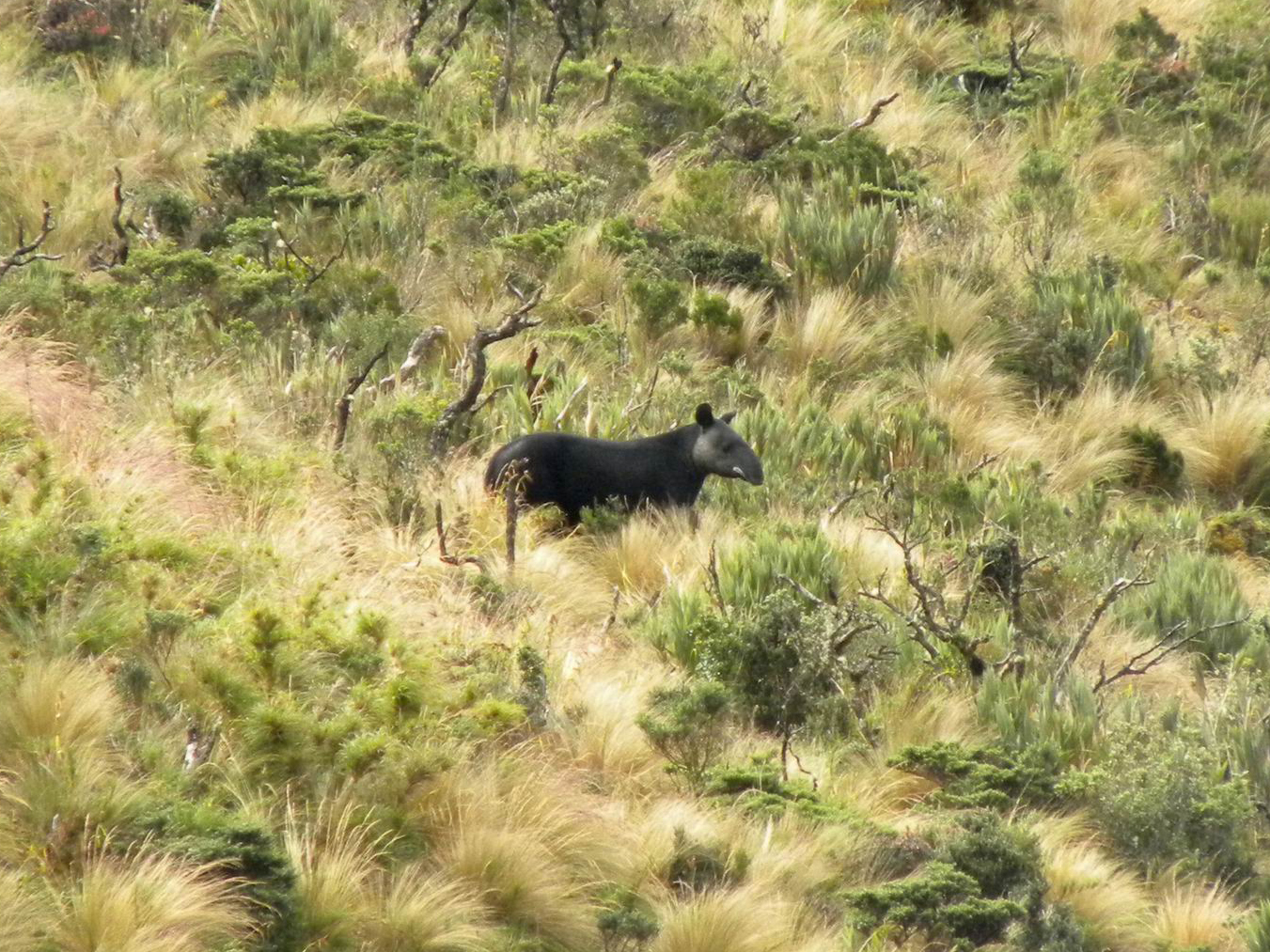 The endangered mountain tapir