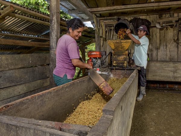ABOVE: Monte Alegre coffee production in Peru.