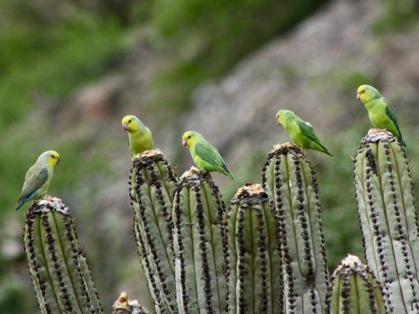 ABOVE: Chichirichis, or
yellow-faced parrotlets