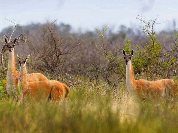 ABOVE: The guanaco, only 300 are left in the wild.