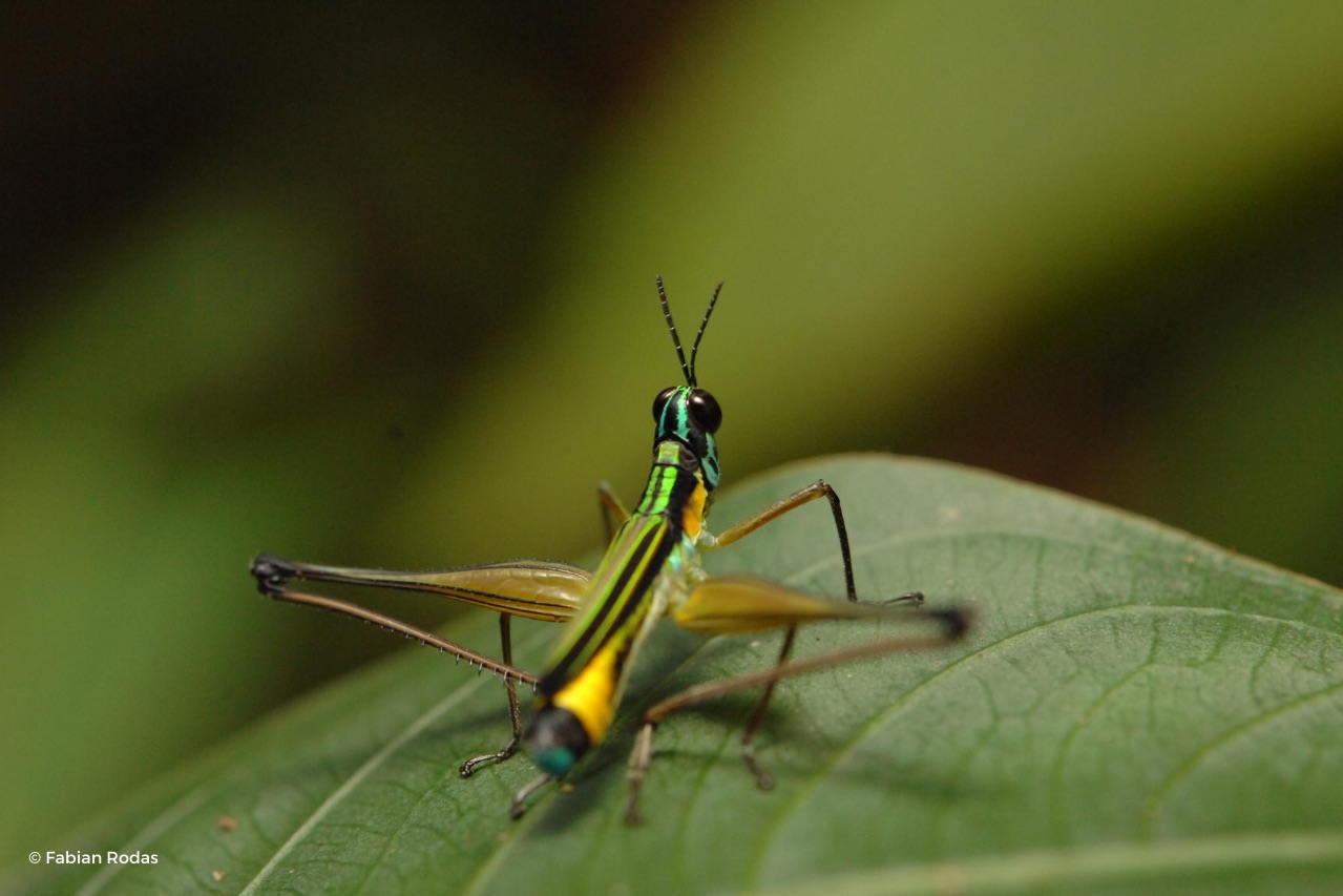 Ecuador bug