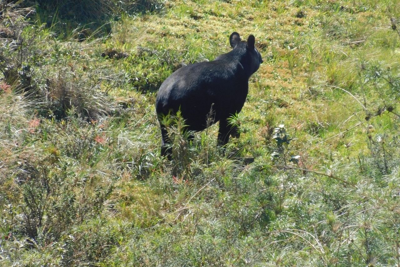 Tapir spotted in Chicuate-Chinguelas.