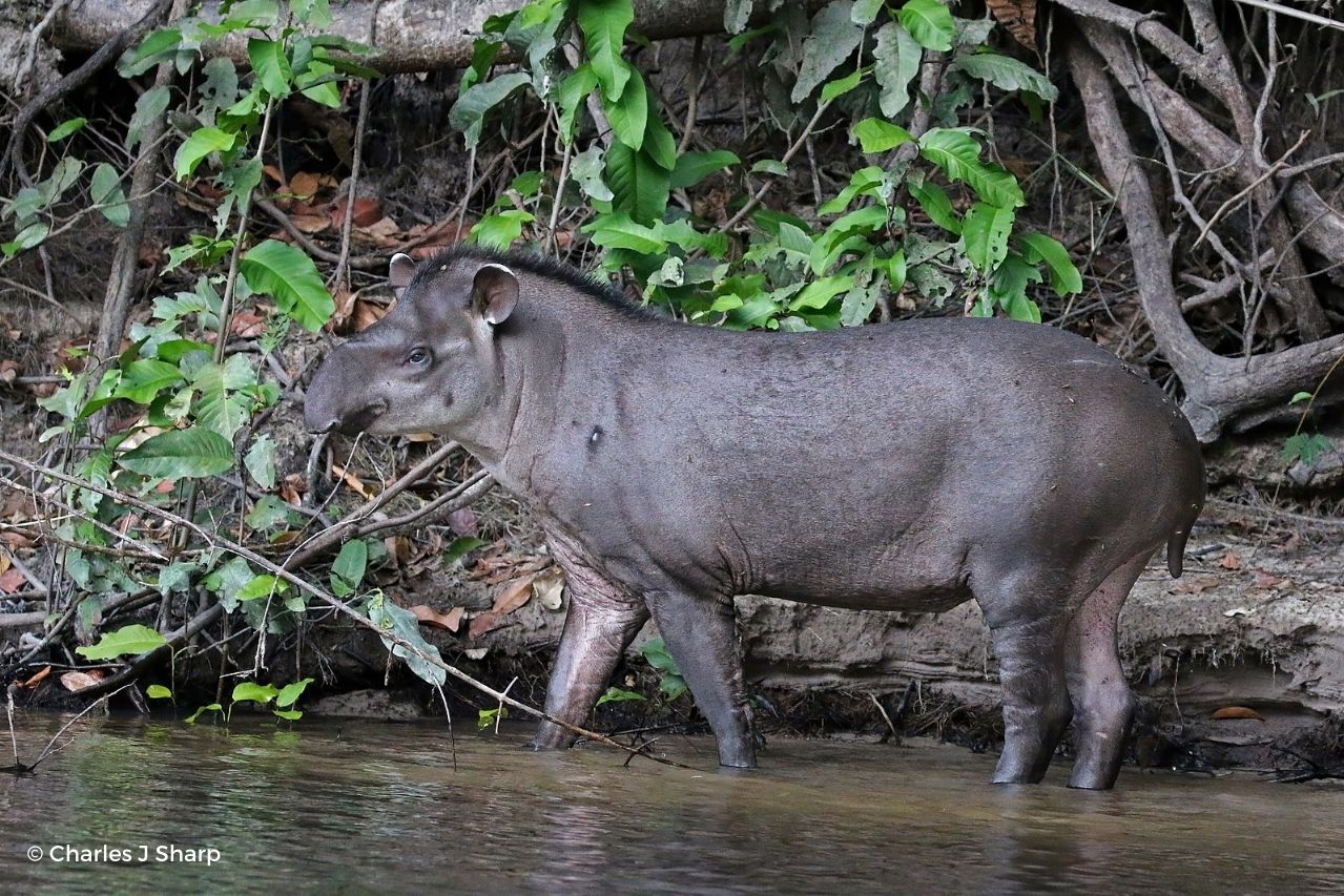 South American tapir