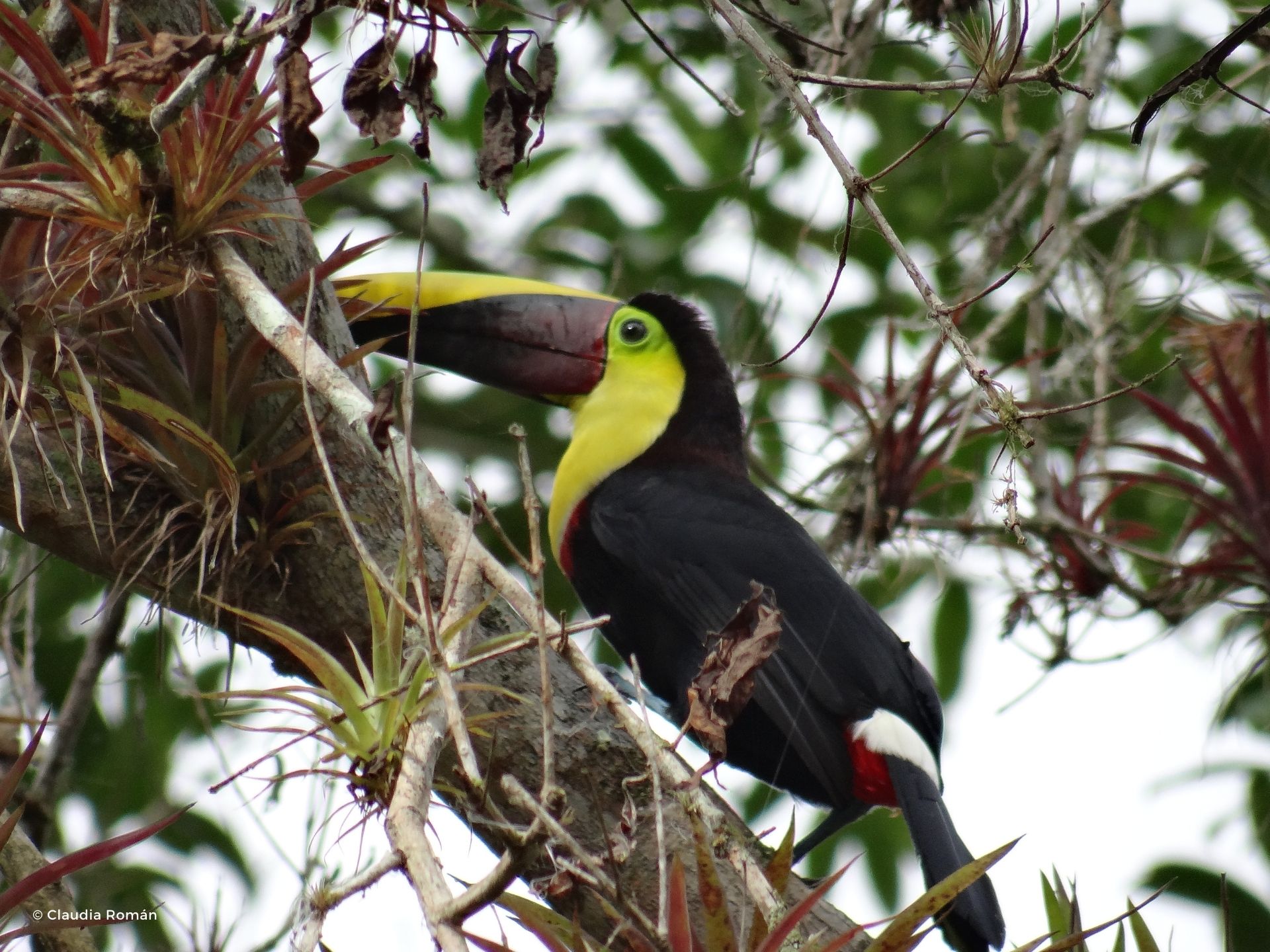 Yellow-throated toucan (Ramphastos ambiguus) in Santa Rosa
