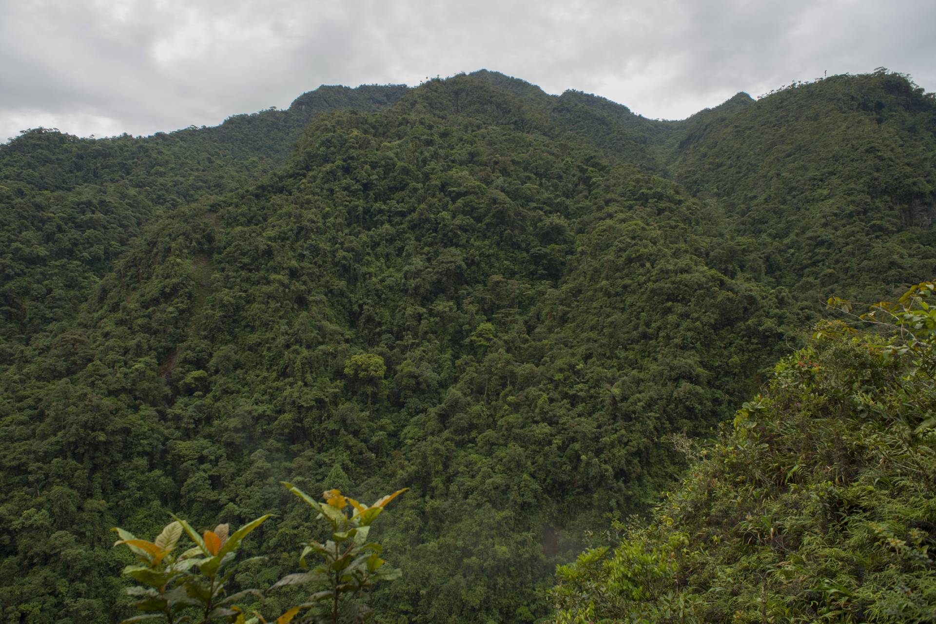 Montane forest in Santiago, Ecuador.