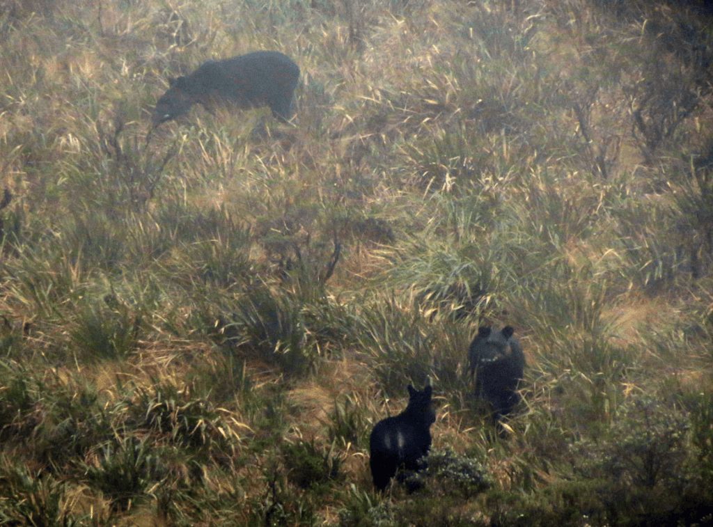 Three mountain tapir (Tapirus pinchaque) in the wild