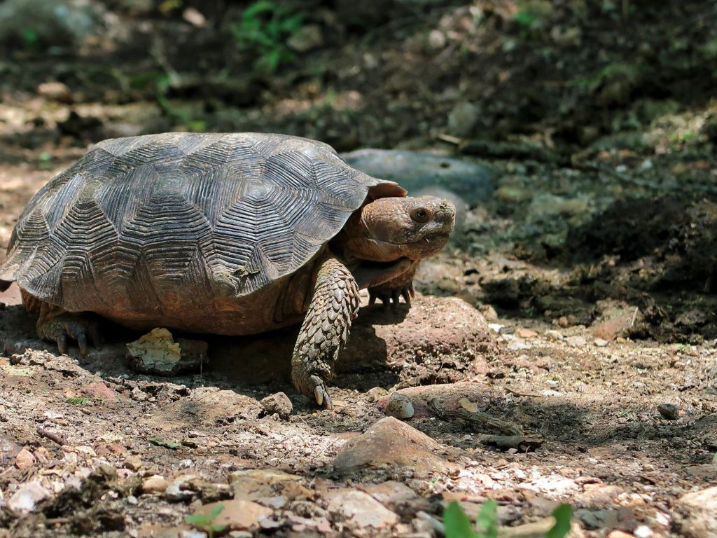 Goode's Thornscrub Tortoise