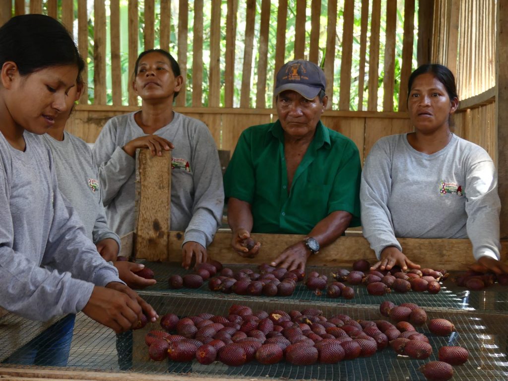 Harvesting the buriti or aguaje fruit