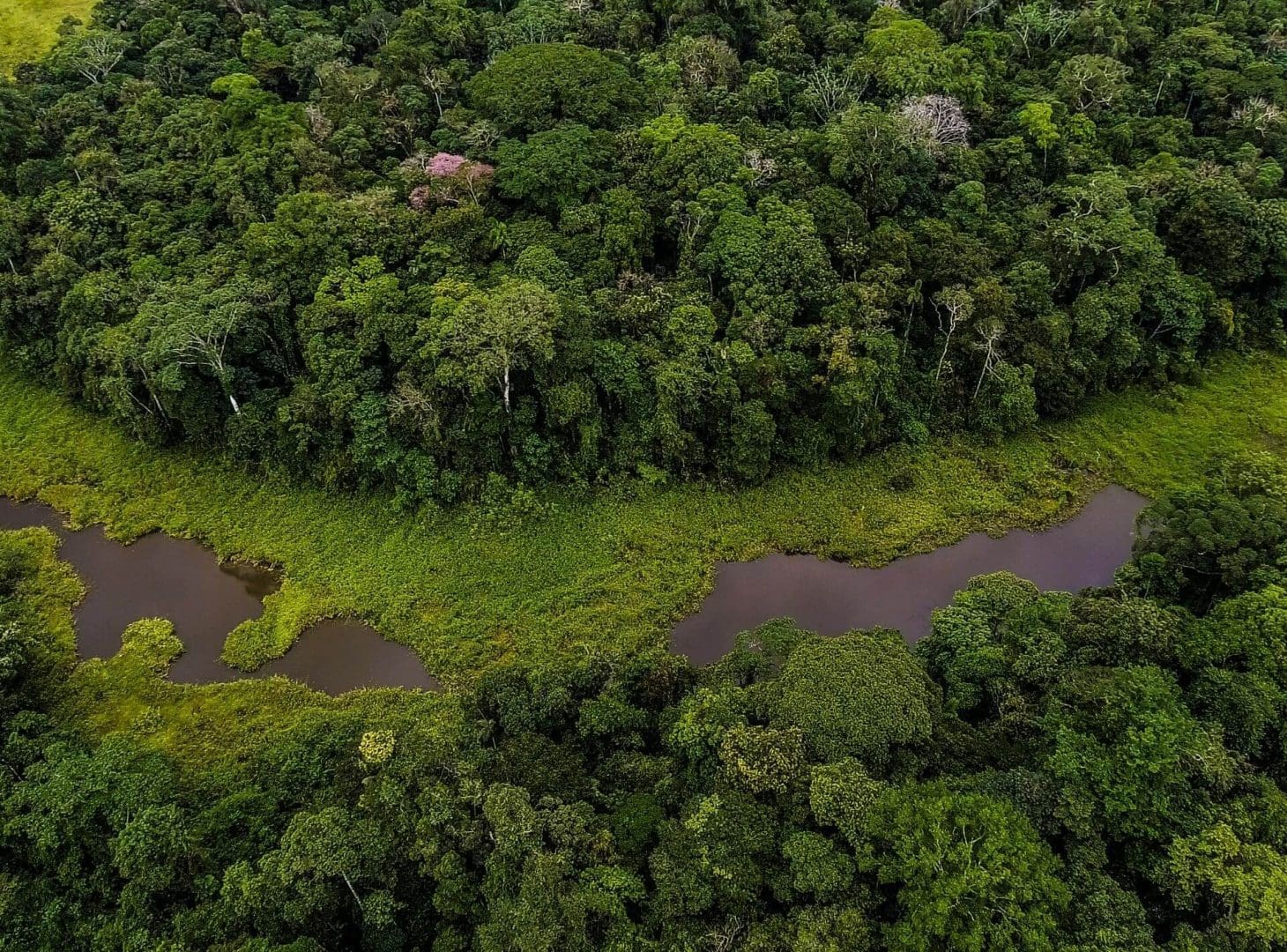 Amazon Rainforest Birds Eye View