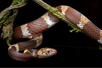 PHOTOS: Leonardo DiCaprio Names New Snake Species Discovered in