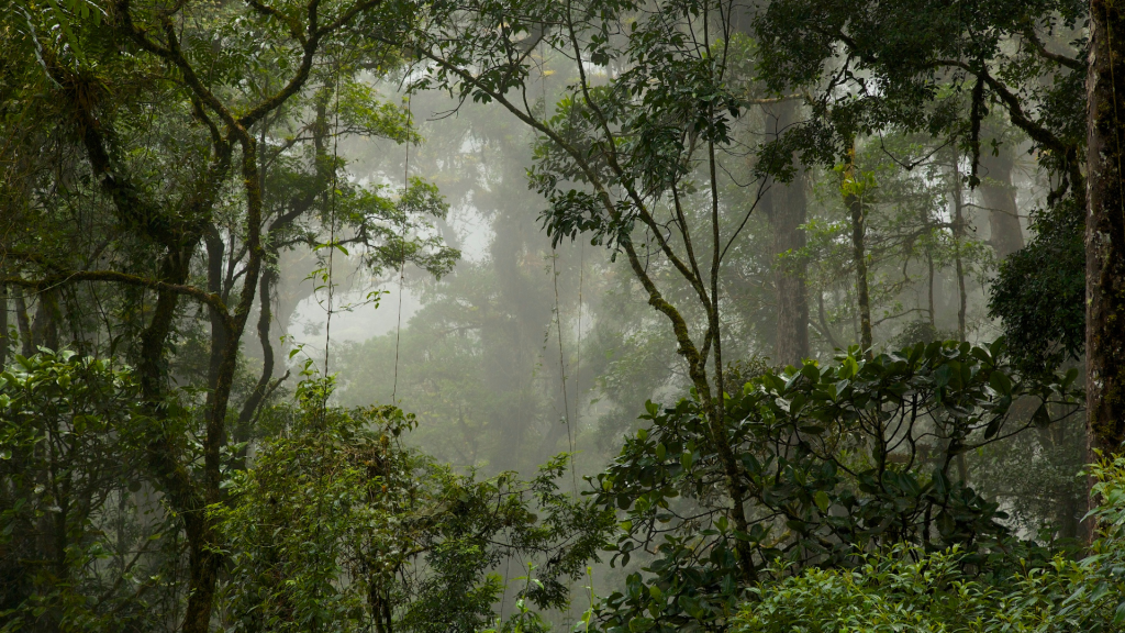 Incredible Rainforests of South America: Nature's Marvels