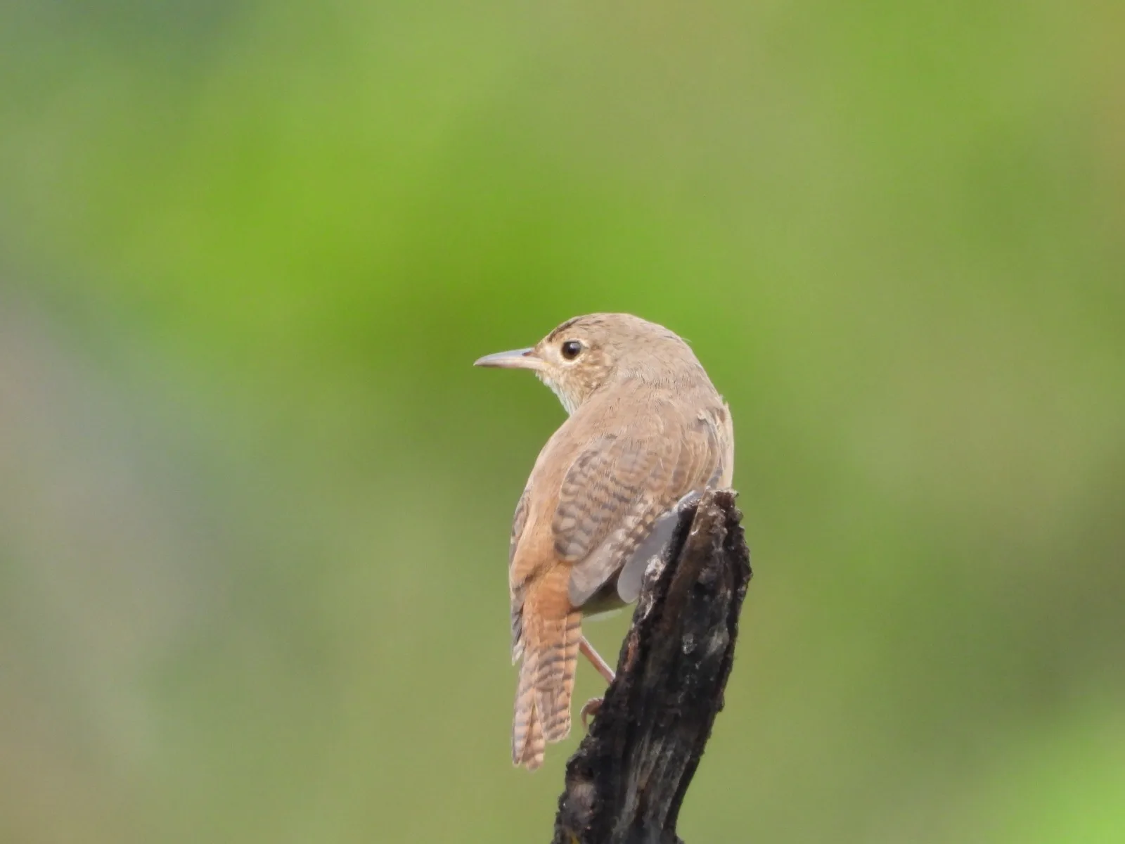 A House Wren sitting on the end of a broken tree branch.
