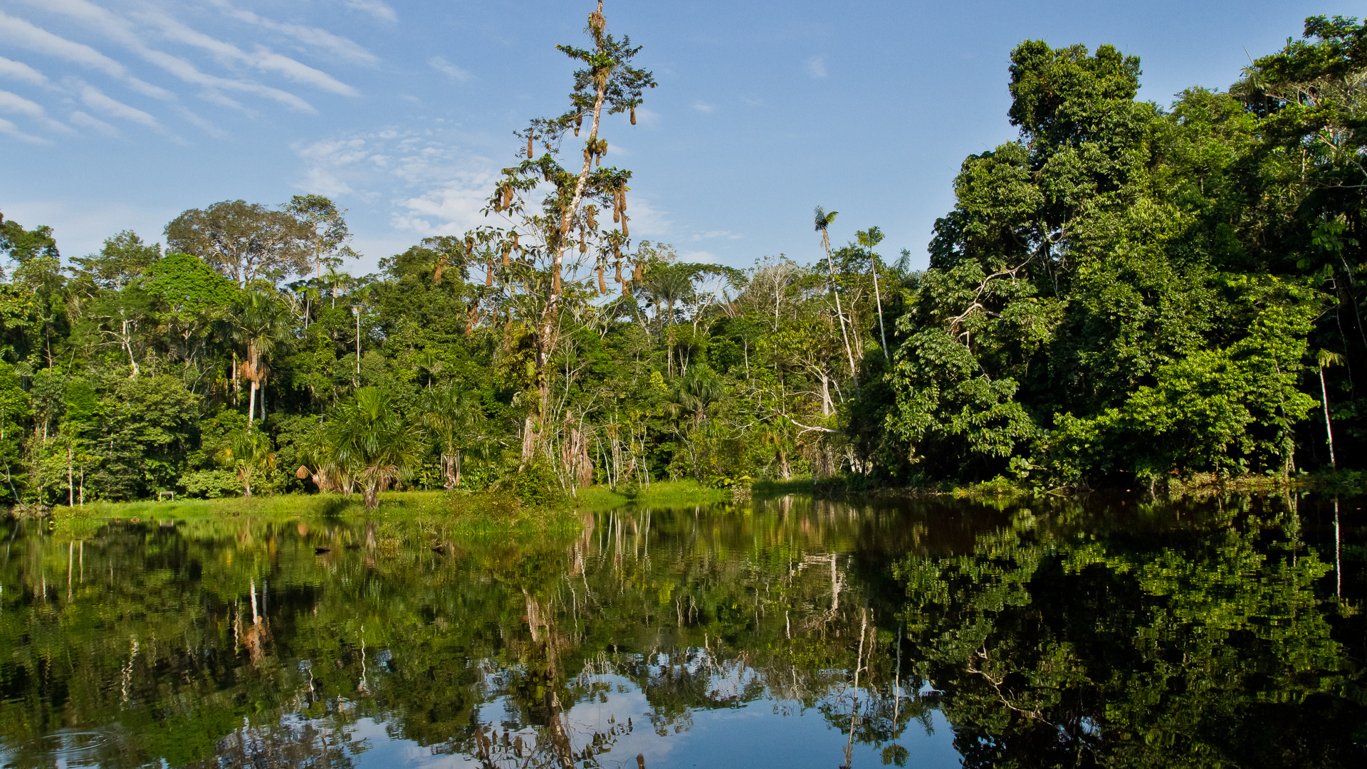 Yasuní National Park helps to mitigate climate change