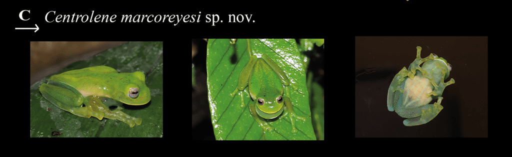 New Species of Glass Frog Discovered in the Andes » Nature and 